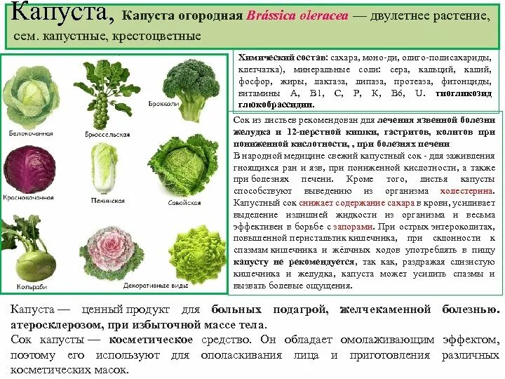 Капуста травянистое растение. Капуста белокочанная двулетнее растение. Брокколи семейство крестоцветные. Крестоцветные растения список овощи. Сорта белокочанной капусты таблица.