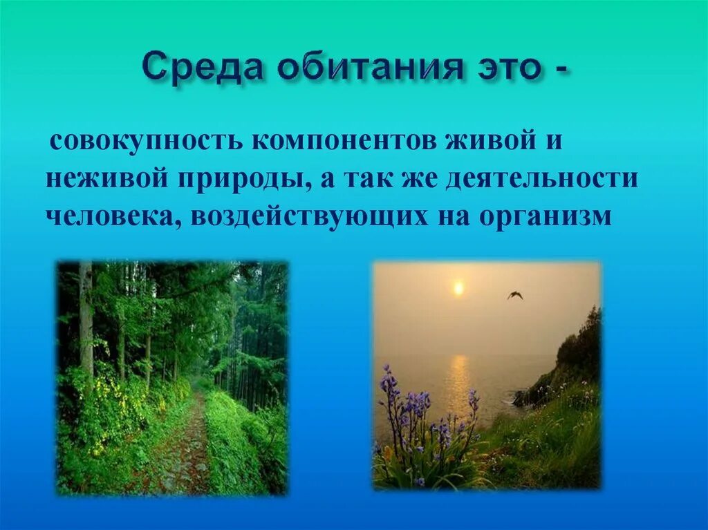Среда обитания и деятельности человека. Среда обитания. среда обитания это совокупность. среда обитания – это все, что окружает организм.. жизненные среды биосферы.