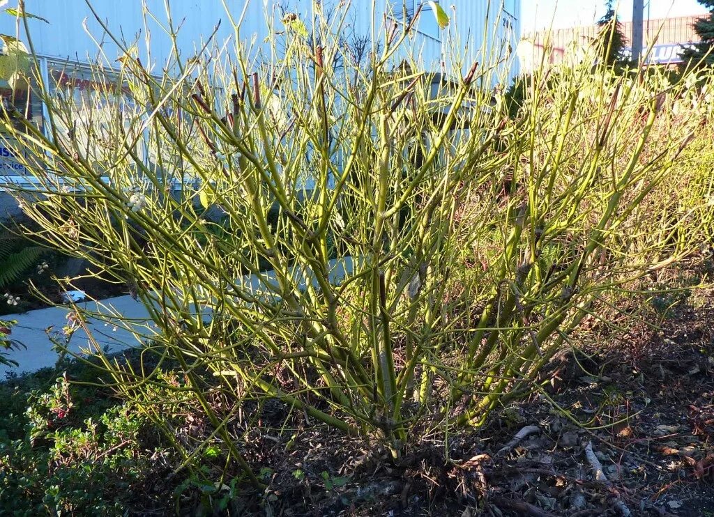 Дерен побегоносный Флавирамеа. Дерен отпрысковый"Флавирамеа (Cornus. Sericea "Flaviramea"). Дерен отпрысковый «'Flaviramea» (Флавирамея). Дёрен отпрысковый Flaviramea. Дерен флавирамеа