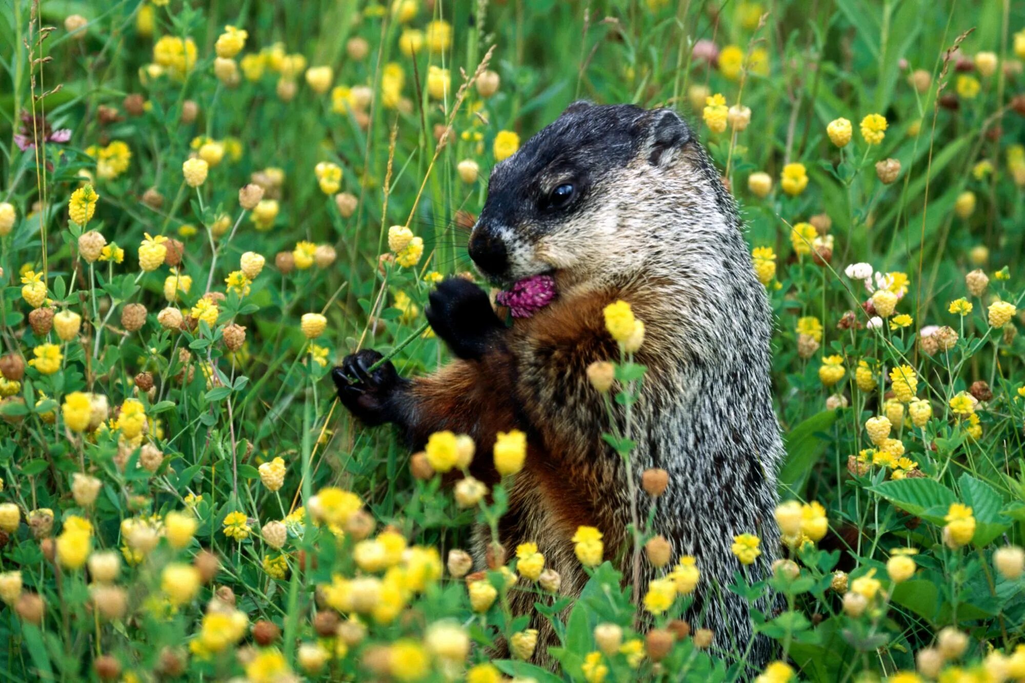 Черношапочный сурок. Лесной сурок (Marmota monax). Животные поля. Животные на лугу. Животные и растительный мир весной