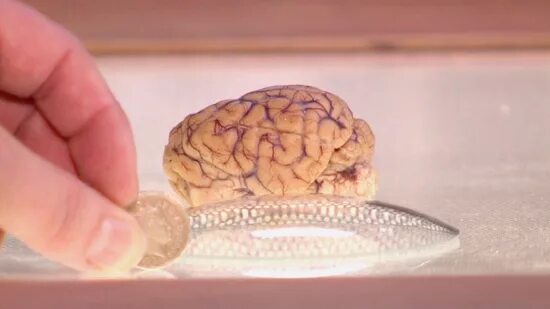 Размер мозга лошади. Размер мозга йоркширского терьера. Мозг коня. 5 см мозга