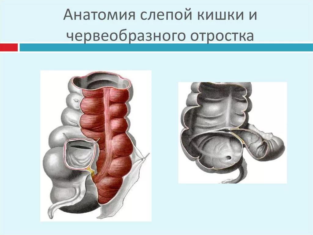 Слепая кишка рисунок. Червеобразный отросток слепой кишки. Слепая кишка с аппендиксом. Слепая кишка и червеобразный отросток анатомия.