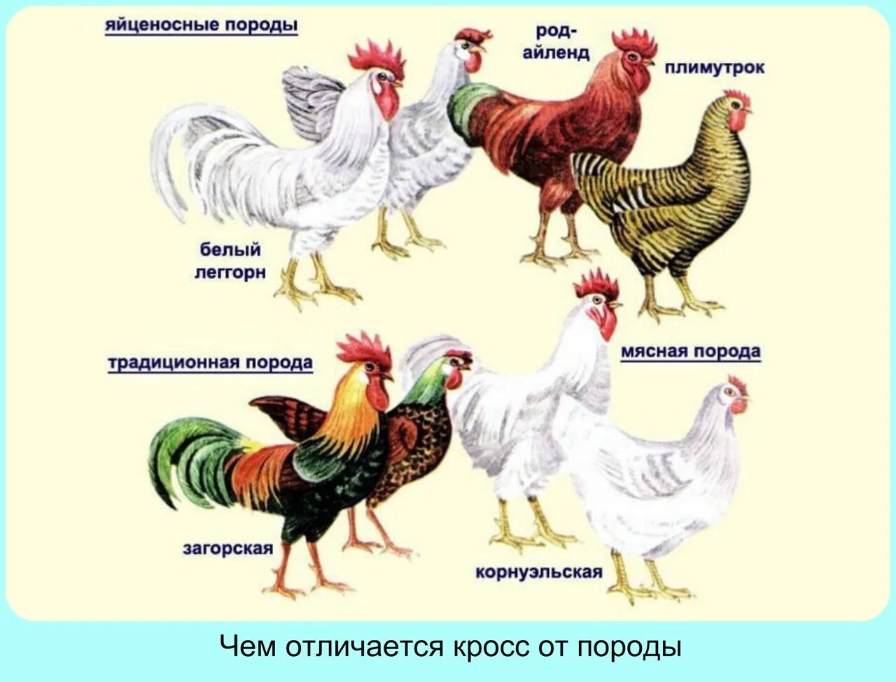 Название кур которые несут. Кросс леггорн куры. породы птиц кур несушек.
