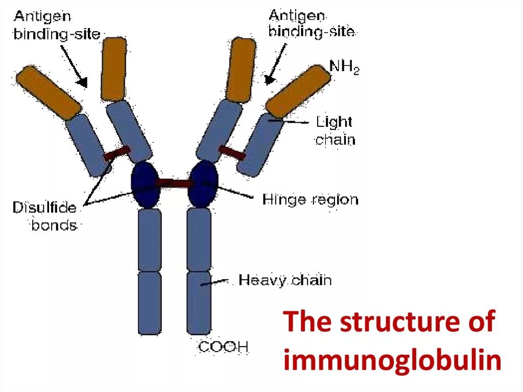 Иммуноглобулин d structure. Иммуноглобулин g 11. Иммуноглобулин e structure. Иммуноглобулин m. Панель иммуноглобулинов