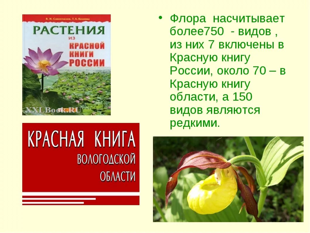 Расьенияиз красной книги. Расстениеиз красной книги. Растения красной книги Росс. Растение из расной книи. Растения красной книги для детей