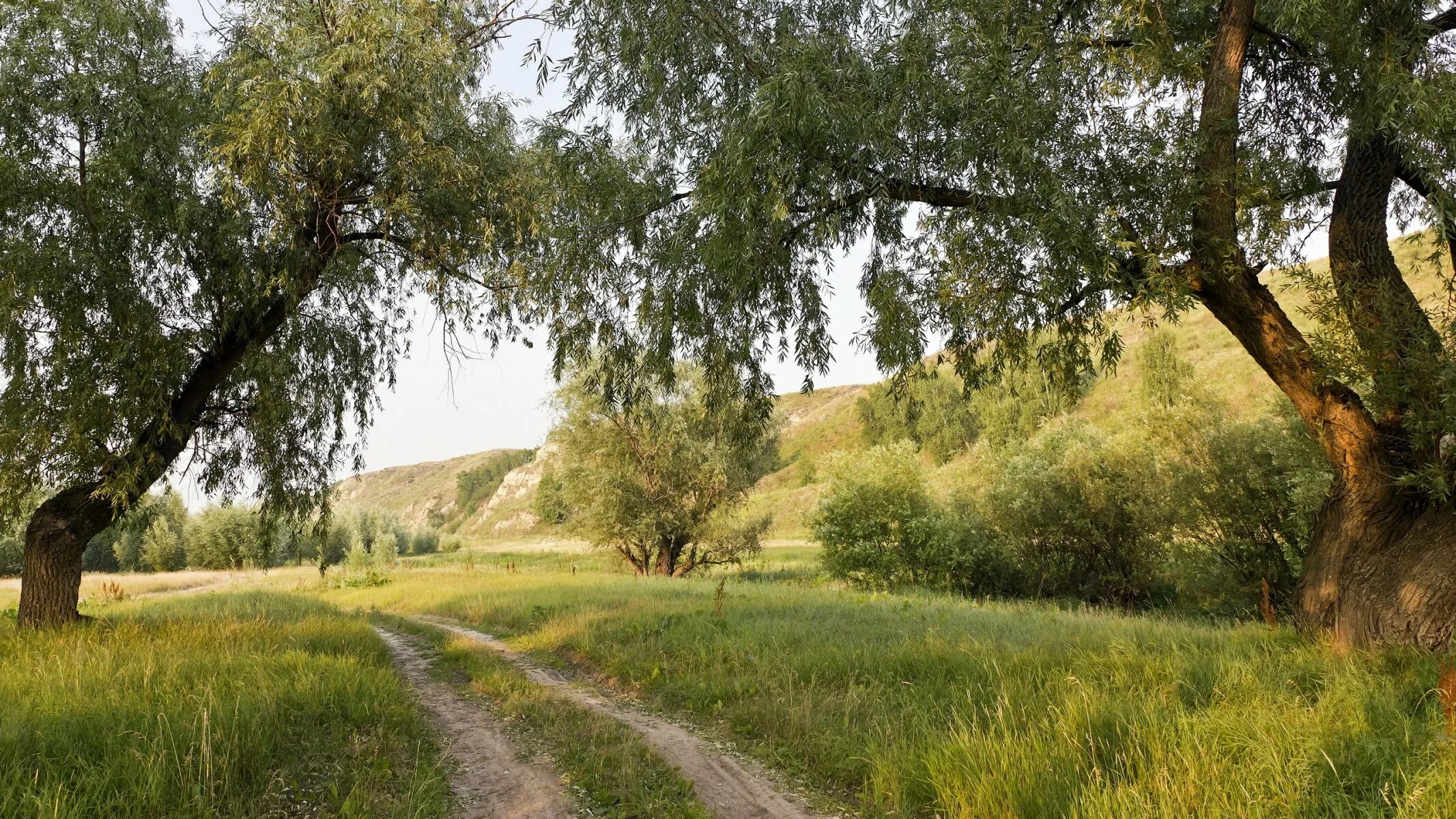 В родных местах дорога. Пейзажи средней полосы России. Деревенская природа. Природа летом. Летний пейзаж.