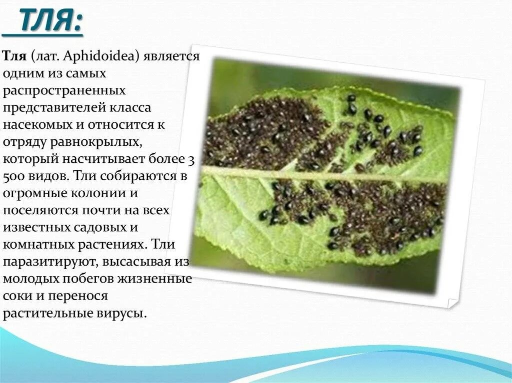 Человек тля. Тля. тля презентация. тля описание. тля интересные факты.