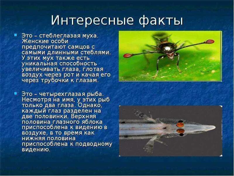 Какую опасность представляет мухи ответ