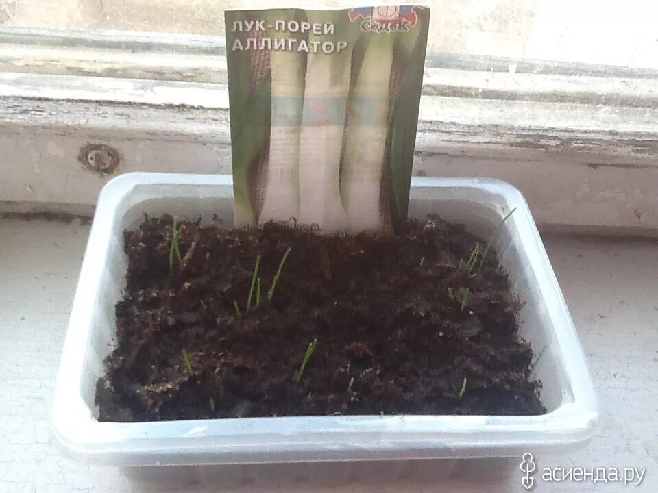 лук порей посадка. лук порей сибирский. лук порей выращивание в подмосковье из семян. лук батун всходы. лук порей саженцы.
