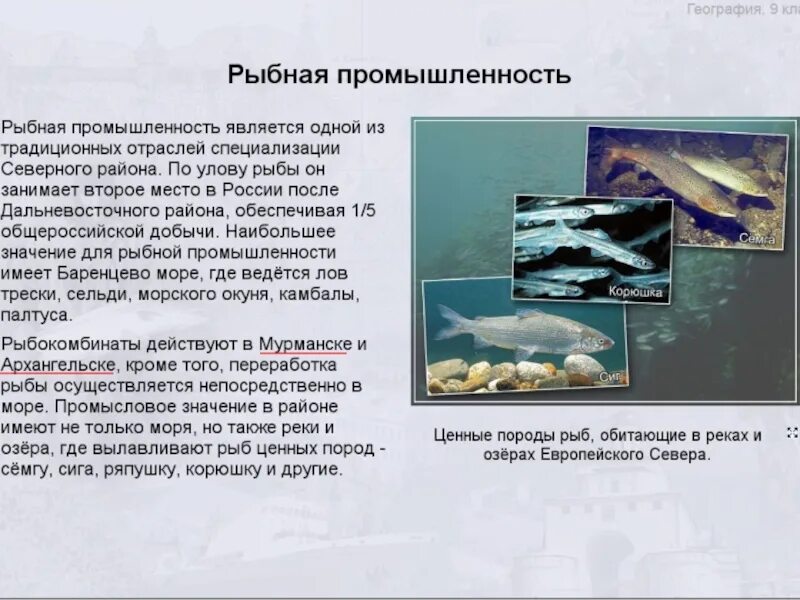 Рыбная фактор размещения. Факторы размещения мирового хозяйства природно ресурсный. Факторы размещения пищевой. Факторы размещения рыболовства в россии. Факторы размещения рыболовства.