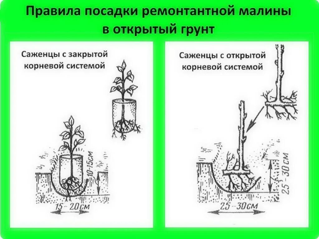 Как размножается ремонтантная малина