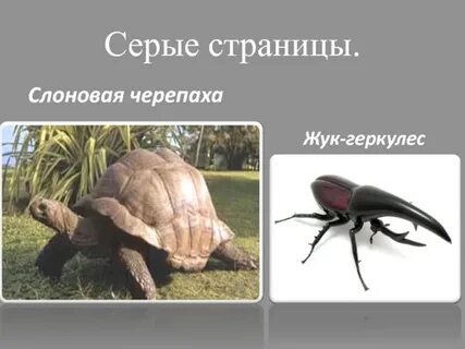 Серые страницы