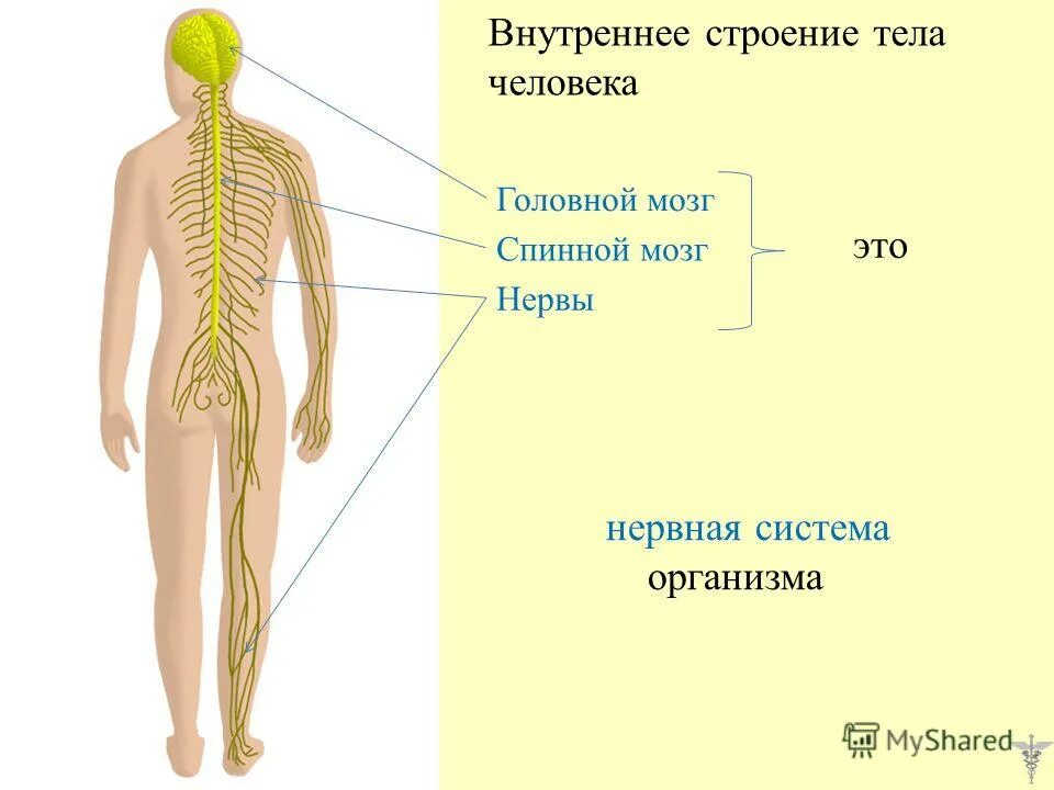 Как работает наш организм презентация. Органы нервной системы. Модель внутреннего строения человека.