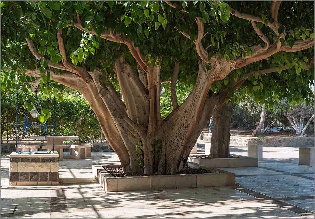 мировое дерево кельтов. мировое дерево у славян. дуб боровой. сакральные деревья. иггдрасиль мировое древо.