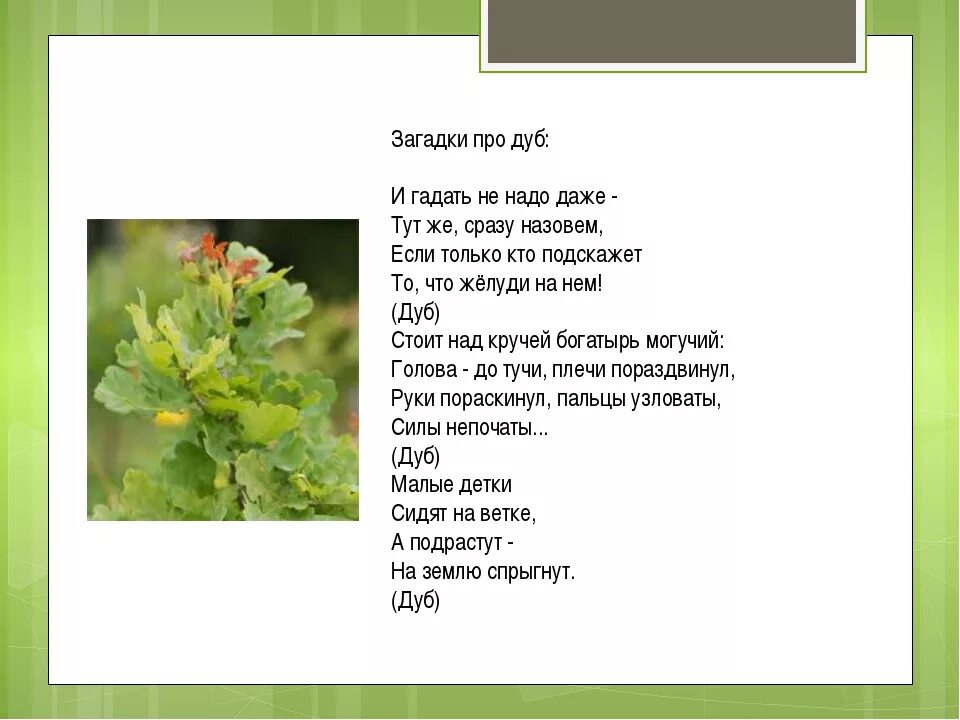 Загадка про дуб. Загадка про дуб для детей. Три загадки о деревьях. Стих про дуб для детей. Загадка про траву