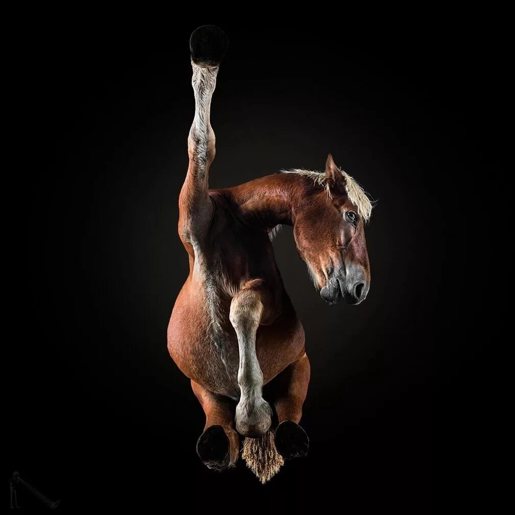Андриус Бурба лошади. Лошадь вид сверху. Лошадь в прыжке. Лошади красивые позы.