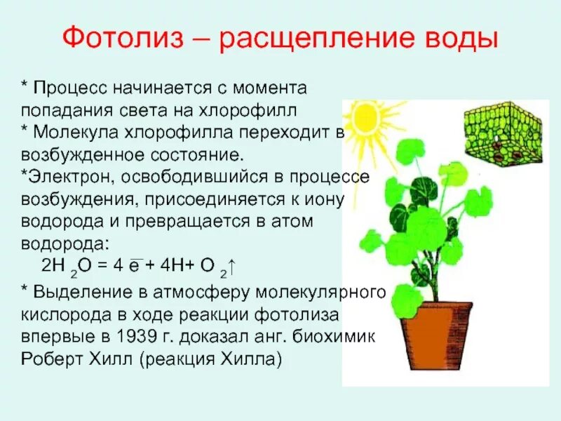 Световая фаза расщепление. Фотолиз воды. Процесс фотолиза воды. Фотолиз это в биологии. Фотолиз это процесс.