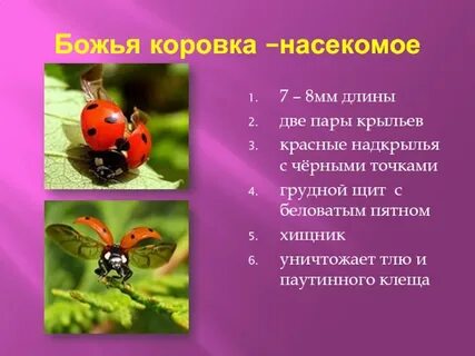 Божья коровка 3 класс