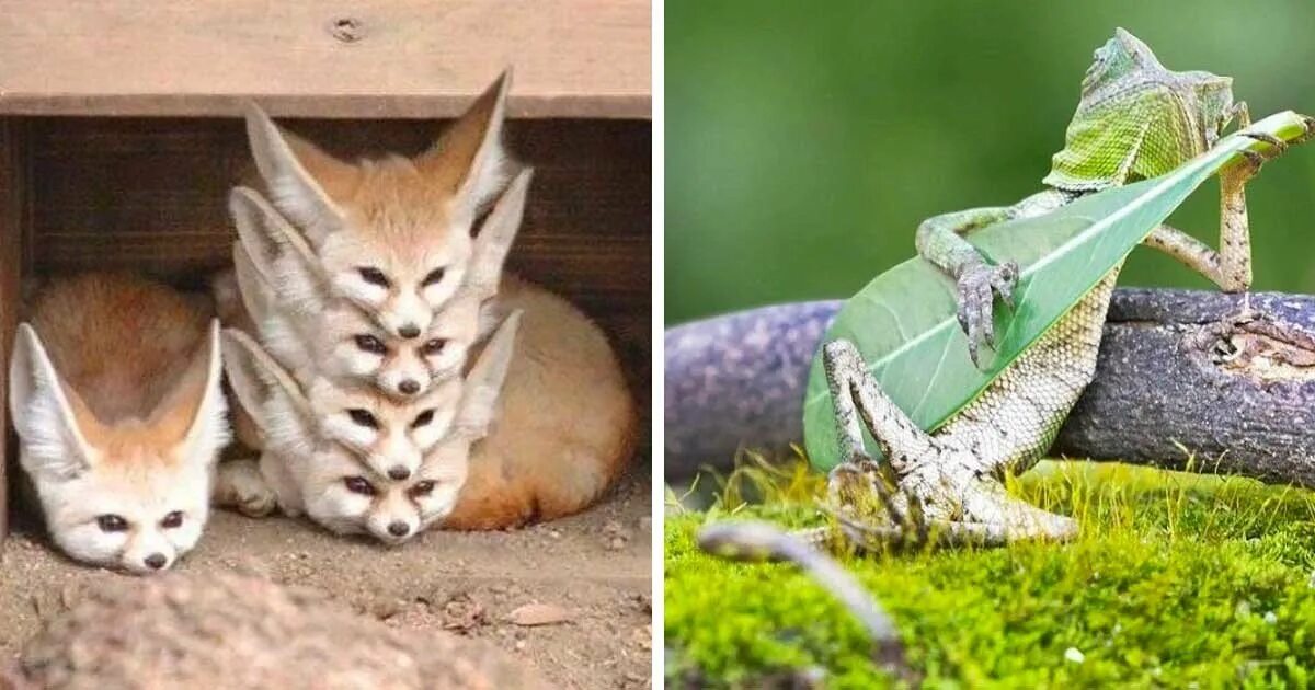 Какой нибудь зверя
