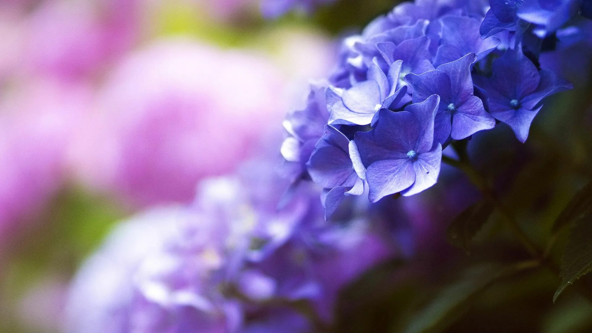 Сине розовый цвет. Сине фиолетовые цветы. Цветы голубые сиреневые. Сине сиреневые цветы. Сиренево голубой.