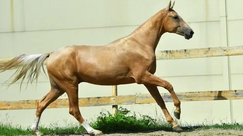 Horse sale