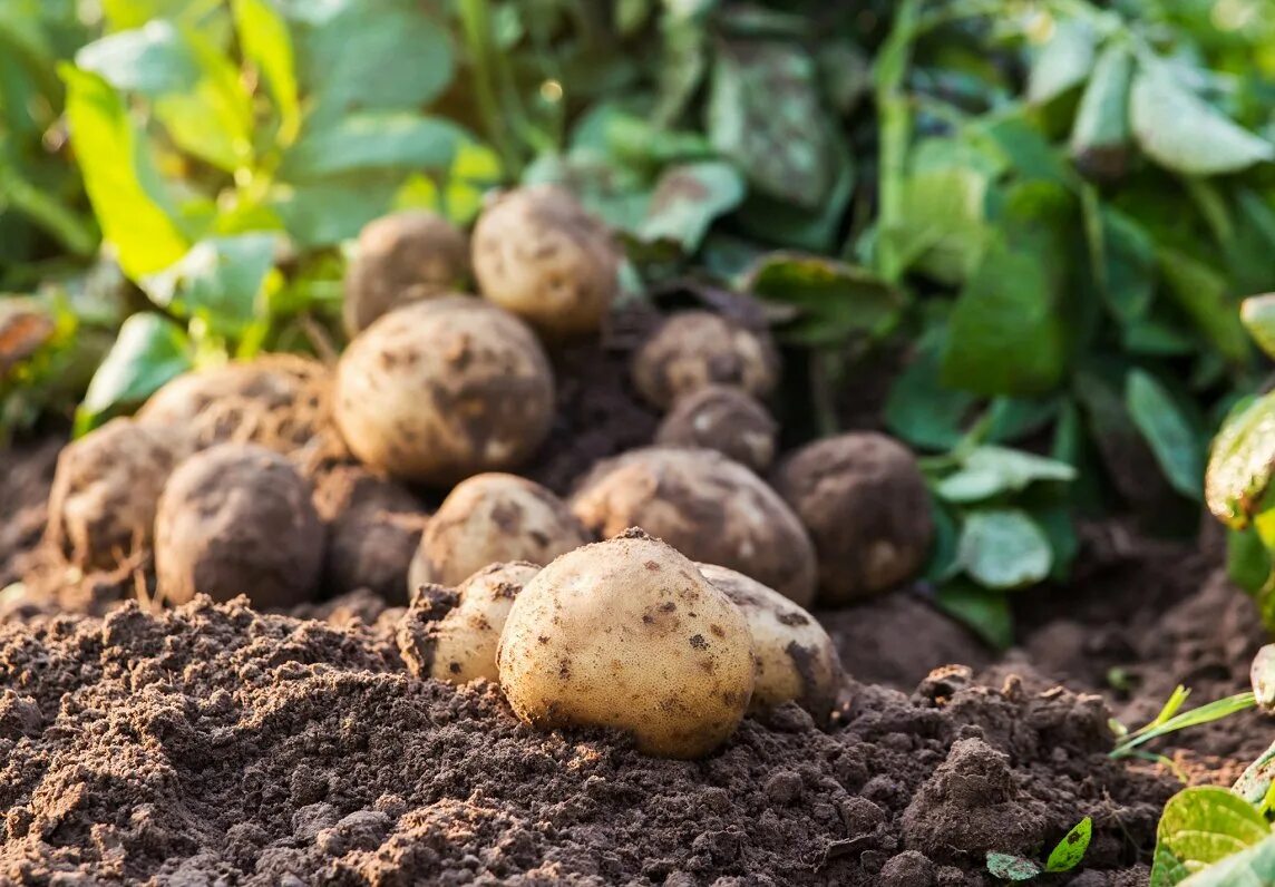 Photo potato