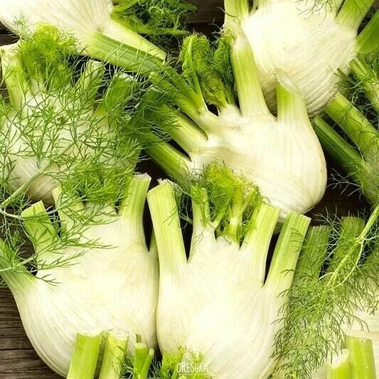 Фенхель руди f1. Фенхель растение. Фенхель овощной. Фенхель овощ. Лук фенхель.