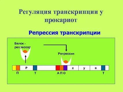 Репрессия транскрипции
