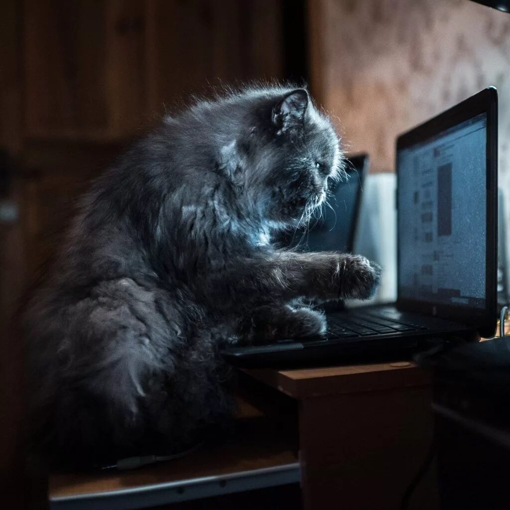 Коты за компьютером. Популярные коты интернета. Деловой кот. Интернет котиков. Кот из инета.