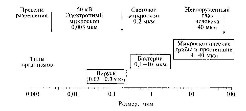 Размеры микроорганизмлар. Размер микроорганизмов в мкм. Сравнение размеров микроорганизмов. Размеры микроорганизмлар. Размеры микроорганизмов.