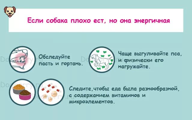 Ни ест ничего. Почему собака ничего не ест. собака отказывается от еды и вялая. что делать если собака не ест.