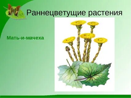 Кладовые у раннецветущих растений