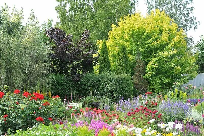 Сад марины шиманской под питером. Сад марковского юрия борисовича хвойные. Деревья для ландшафта. Сад марины шиманской в ленинградской области. Сад натальи дорсман.