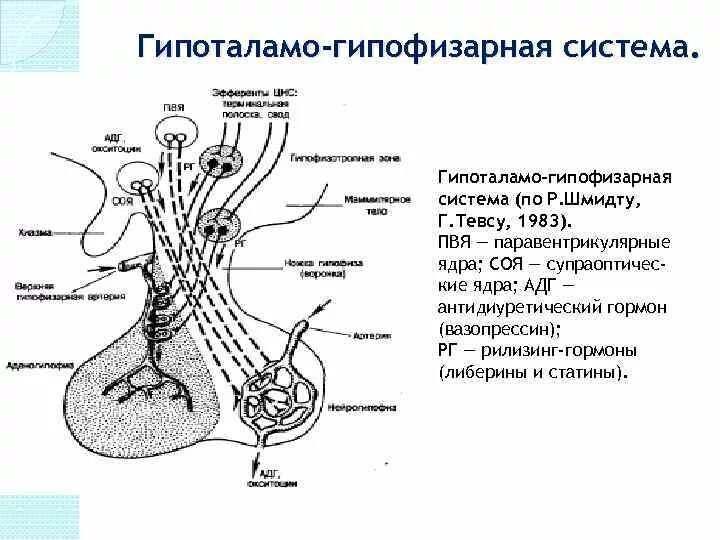 Гипофиза гипоталамо гипофизарная система. Гипоталамо-гипофизарная система схема физиология. Гипоталамо-аденогипофизарная система схема. Схема строения гипоталамо гипофизарной системы. Схема гипоталамо-гипофизарной нейросекреторной системы.