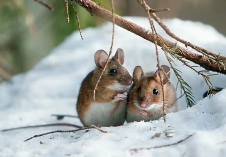 Полевые мыши зимой. Мышь зимой. Грызуны зимой. Мышь зимой в лесу. Мышка в зимнем лесу.
