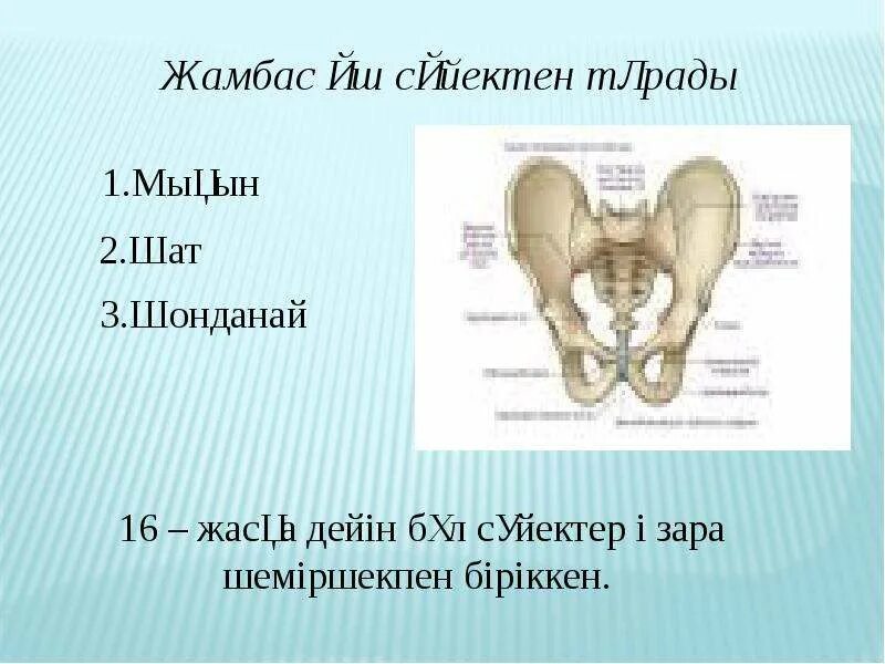 Жамбас. Жамбас корпе. шат.