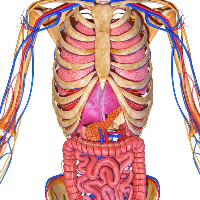 Nervous system with organs stock illustration. Illustration of artery - 40200617
