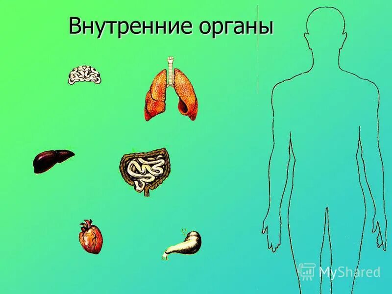 Внутренние органы. Модель внутреннего строения человека. Модель аппликация внутренние органы человека. Строение органов человека аппликация. Строение человека модель 2 класс