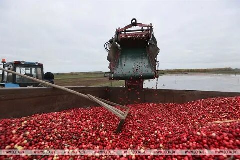 Сбор урожая клюквы