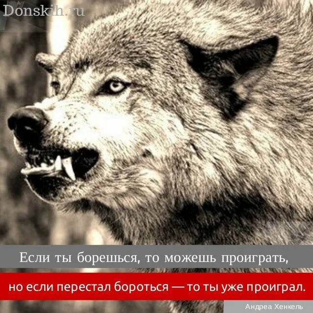 Волк с волчатами. Волки любовь. Воющий волк. Меня укусил волк. Агрессивный волк.