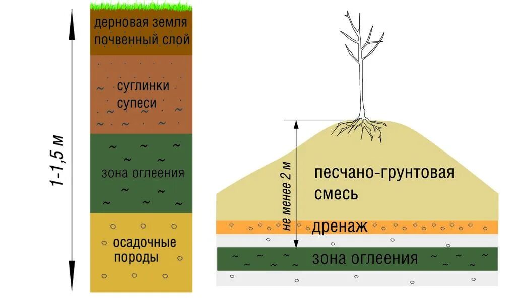 Как посадить саженец яблони весной в грунт. Схема посадки деревьев. Высокий УГВ на участке деревья. Посадка яблони на холм при высоких грунтовых Водах. Посадка яблонь на участке.