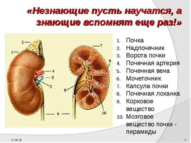 В чем особенность строения почечной лоханки. Строение почки почечная лоханка. Лоханка почки надпочечники. Почка и лоханка и мочеточник. Функции чашечек и лоханок почки.