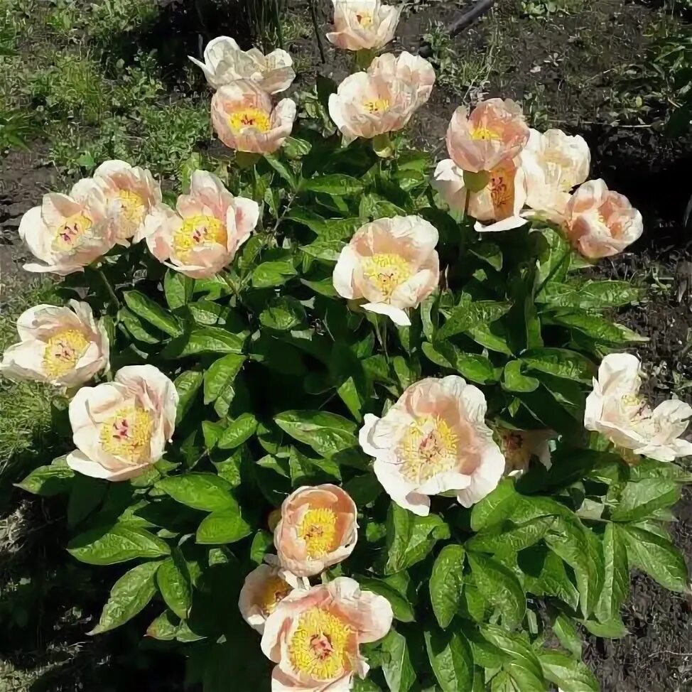 Пион лунная дорога фото и описание