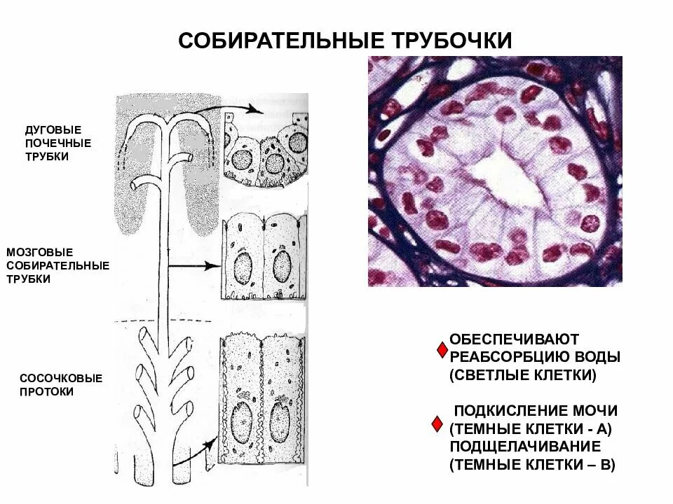 Собирательные почечные трубочки. Строение нефрона черно белый рисунок. Почечный каналец нефрона. Собирательная трубочка нефрона. Отделы нефрона почки физиология.