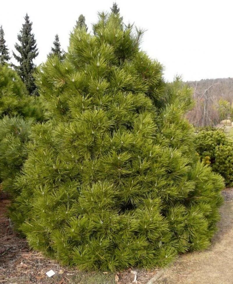 Сосна нигра описание. Pinus nigra 'Nana'. Pinus nigra (сосна чёрная) 'Nana'. Сосна черная (Pinus nigra).