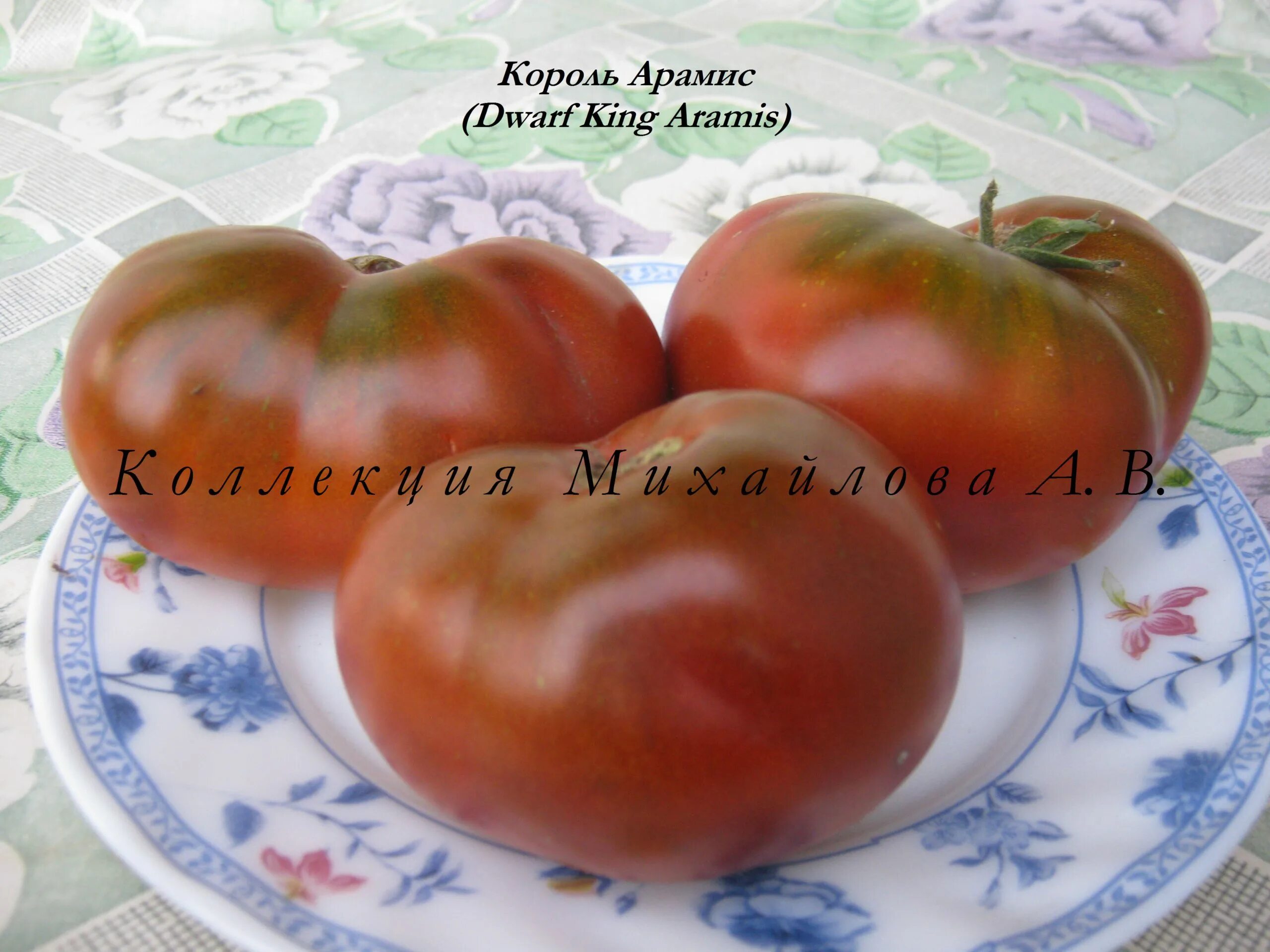 Король кинг томат отзывы фото урожайность характеристика. Томат король арамис. томат гном король арамис. король арамис. гном кинг арамис томат.