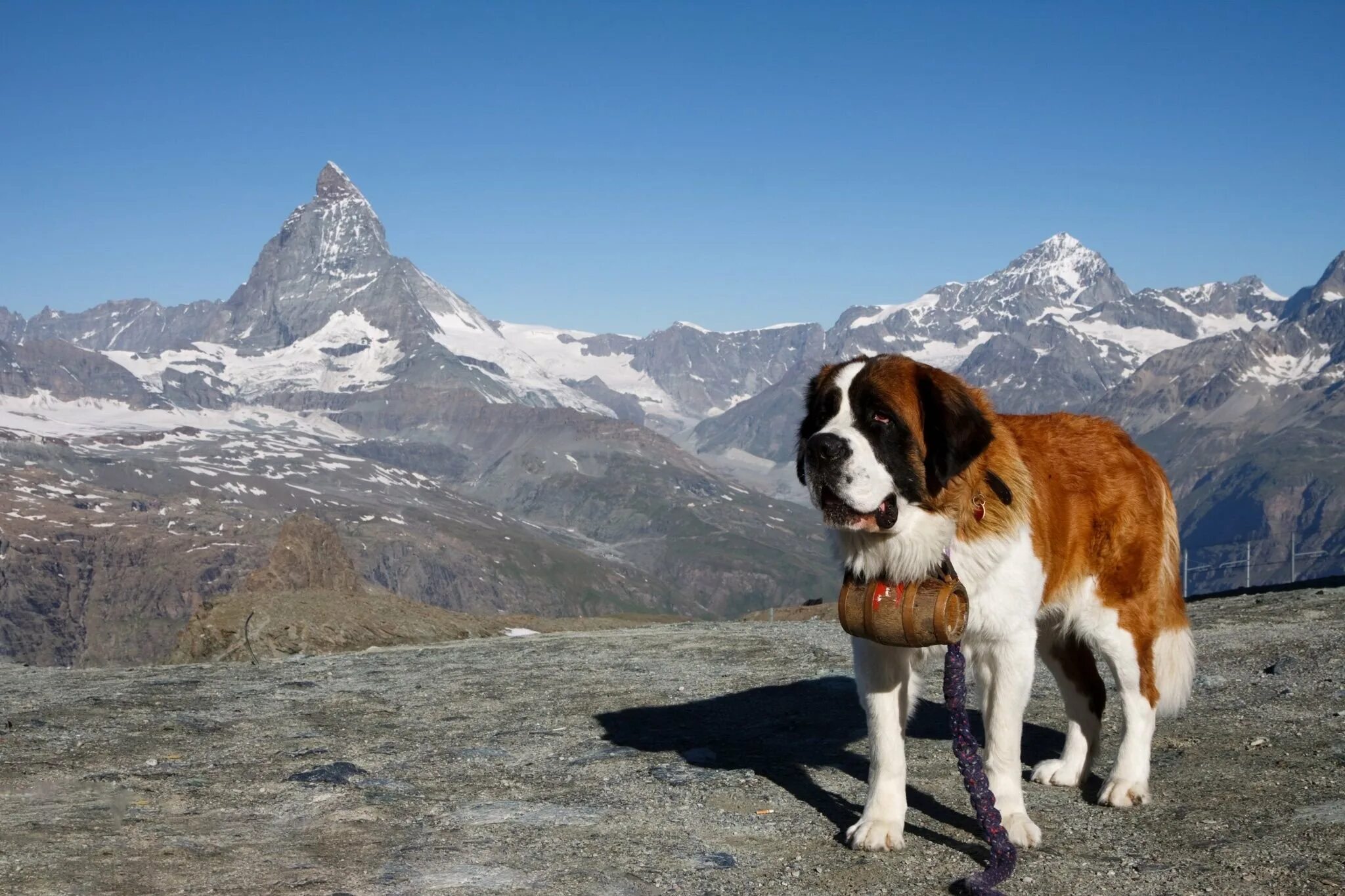 Сенбернар и лабрадор. Сенбернар швейцария. Сенбернар спасатель. Сенбернар швейцария. Монастырь сен бернар.