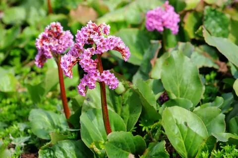 Bergenia crassifolia сырье