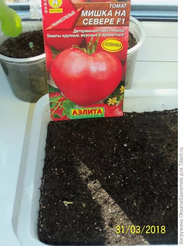 Томат мишка на севере. Томат мишка на севере. Томат медвежонок f1. Томат мишка на севере. Томат мишка косолапый желтый.