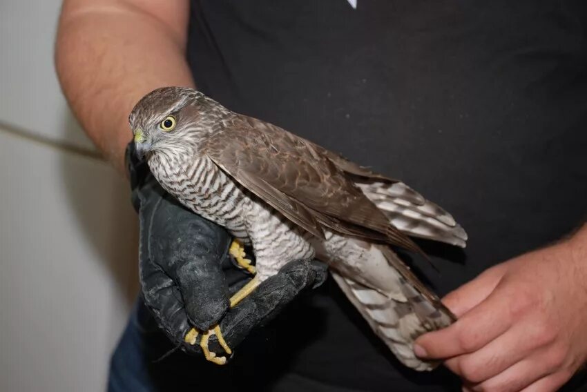 Как определить ястреба. Ястреб-тетеревятник самка. Орел ястреб сокол коршун беркут отличие. Перепелятник самец и самка. Как определить ястреба.